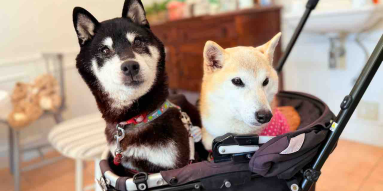 The Subsequent Doge? Meme Shiba Inu Proprietor’s New Pup Evokes Official Cocoro Coin